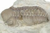 Kainops Trilobite - Black Cat Mountain, Oklahoma #362984-2